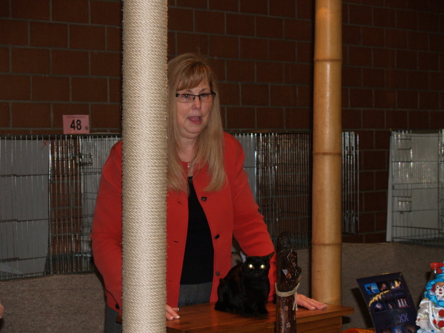 Lac-hong Faustine Bombay kitten with Vickie Nye