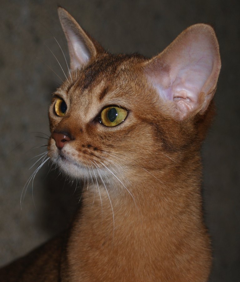 SilentHunter Rinaldo of Apelsinam X Apelsinam Eboli